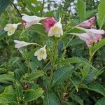 Weigela praecox Blüte