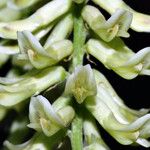 Astragalus canadensis 花
