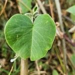 Ipomoea spathulata Liść