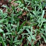 Tulipa agenensis Blad