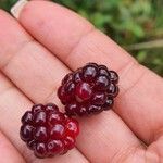 Rubus divaricatus Плод