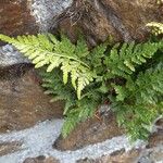 Asplenium adiantum-nigrum 整株植物