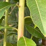 Arbutus canariensis Bark