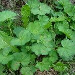 Alchemilla crinita Frunză