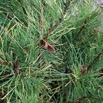 Pinus pumila Lapas