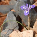 Moraea sisyrinchium Flower