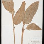 Ischnosiphon puberulus Hoja
