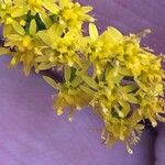 Solidago argutaFlor