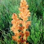 Orobanche rapum-genistae Habitus