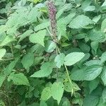 Stachys sylvatica Hábito