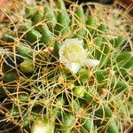 Mammillaria decipiens Fiore