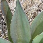 Agave asperrima Leaf