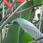 Heliconia bihai Fuelha