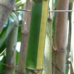 Bambusa vulgaris Кора