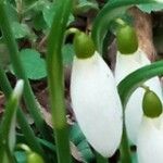 Galanthus nivalisKvět