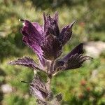 Bartsia alpina Цвят
