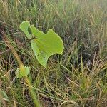 Abutilon mauritianum Frunză