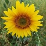 Helianthus annuusBloem