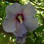 Hibiscus syriacus Květ