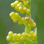 Botrychium lunaria Flower