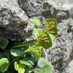 Asplenium ruta-muraria Fruit