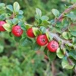 Cotoneaster horizontalisFrukt