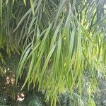 Afrocarpus gracilior Leaf