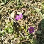 Spergularia purpurea Blüte