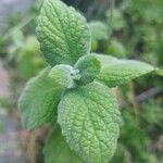 Mentha × villosa Blad