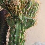 Cereus repandus Листок