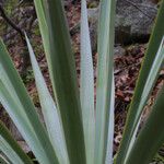 Yucca madrensis Лист