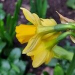 Narcissus jonquilla Bloem