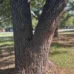 Quercus stellata Bark