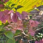 Bougainvillea glabraफूल