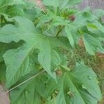 Tithonia diversifolia Lorea