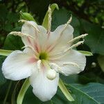 Beaumontia grandiflora Fiore