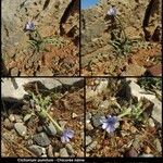 Cichorium pumilumHabit