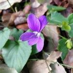 Viola riviniana പുഷ്പം