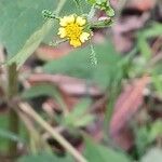 Sigesbeckia orientalis Flower