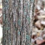 Buddleja auriculata Bark