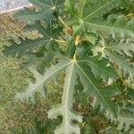 Ficus johannis Leaf