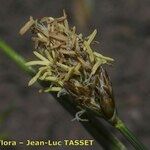 Carex stenophylla Květ