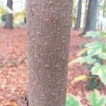 Acer sterculiaceum Bark