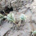 Helianthemum ledifolium Leaf