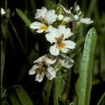 Euphrasia trifida Λουλούδι