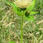 Cirsium oleraceum പുഷ്പം