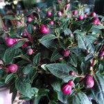 Fuchsia magellanicaFolha