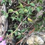 Thymus piperella Feuille