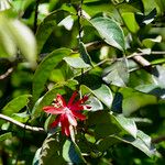 Passiflora glandulosa 叶