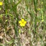 Linum trigynum Fiore